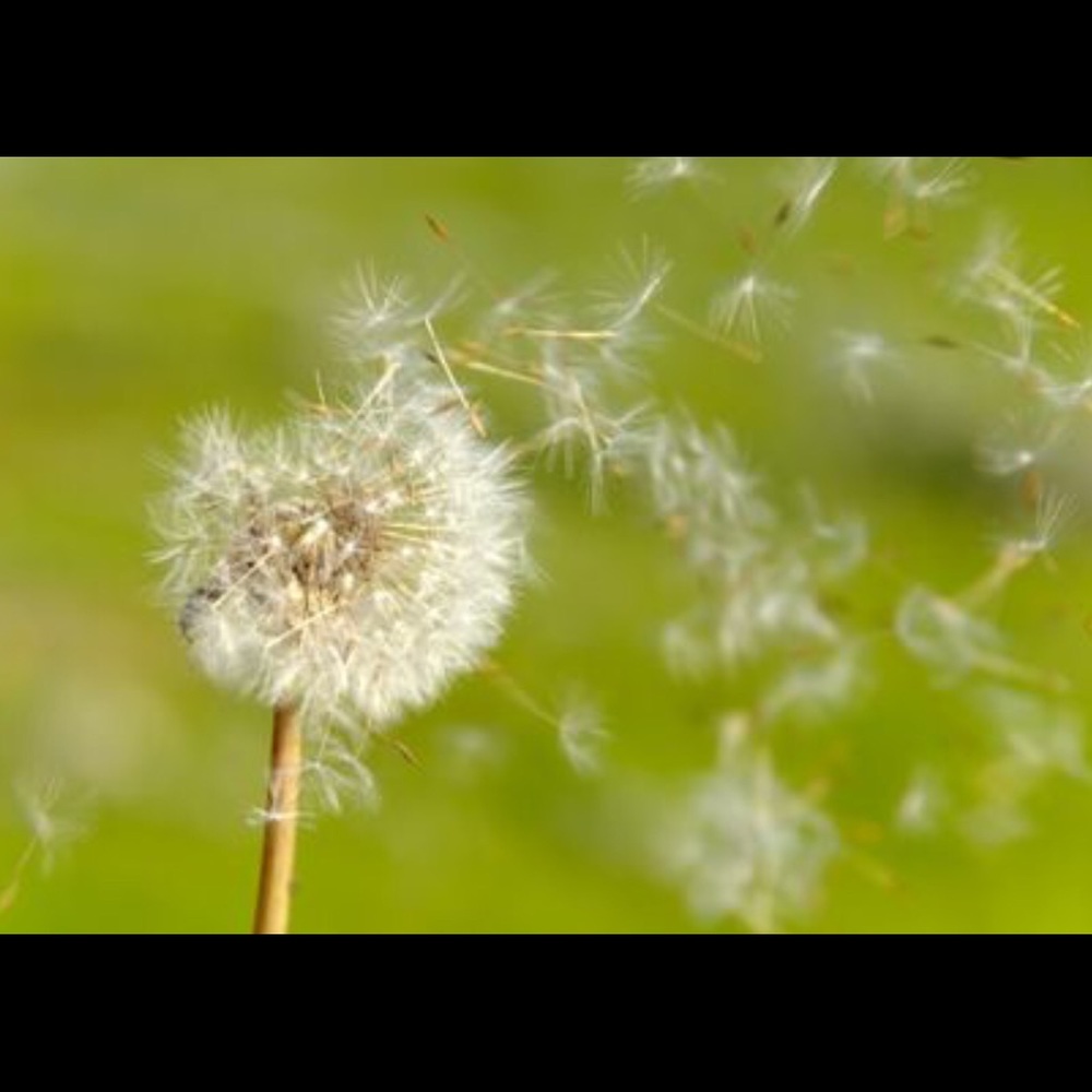 Meet your Posher, Dorieh